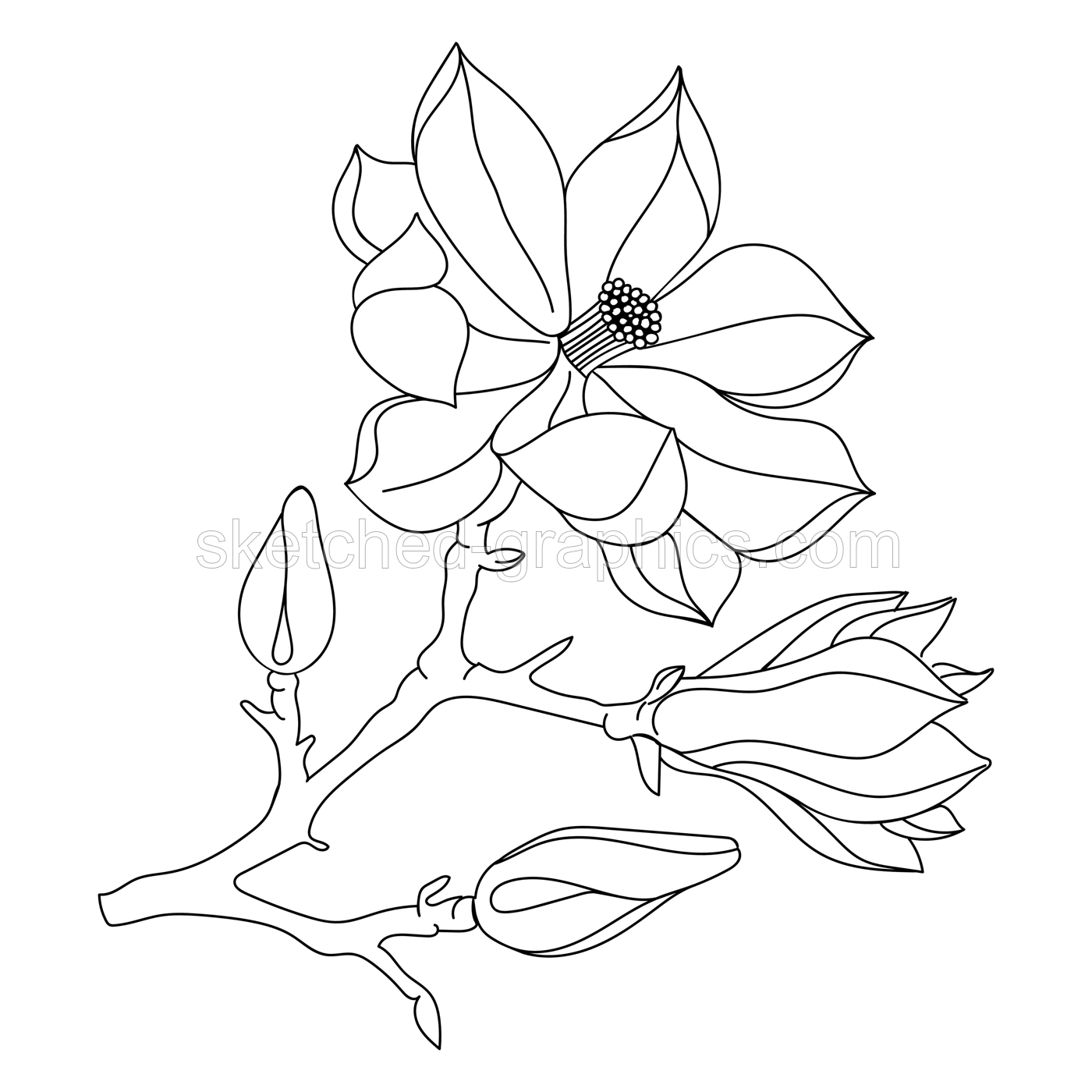 Magnolia flower and buds line art illustration. Perfect for pattern, logo, posters, invitation and greeting card design. Hand drawn magnolia branch. Delicate spring drawing. Illustration